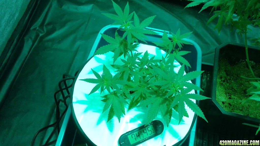 critical kush dwc