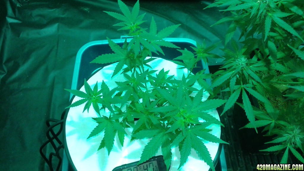 critical kush dwc