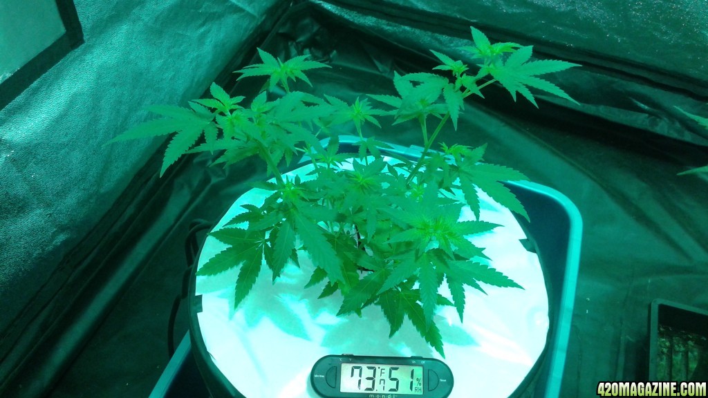 critical kush dwc