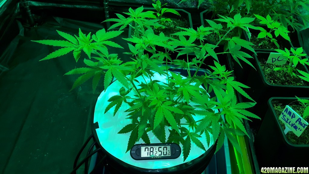 critical kush dwc