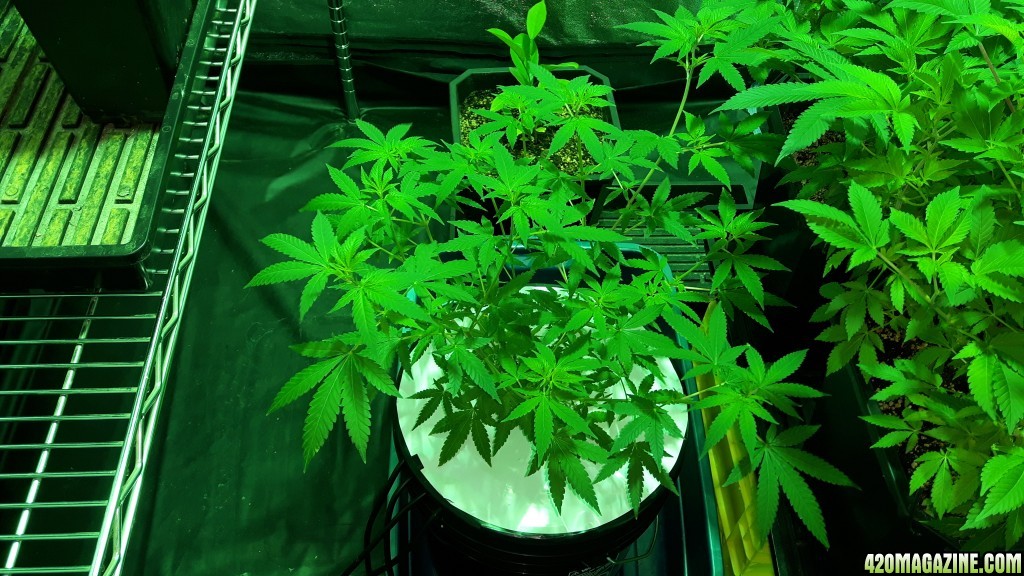 critical kush dwc