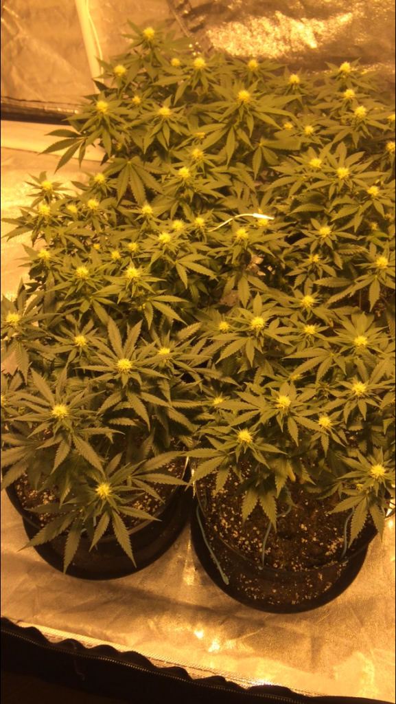 Critical Kush: Gavita 600se: Soil Guerilla Garden