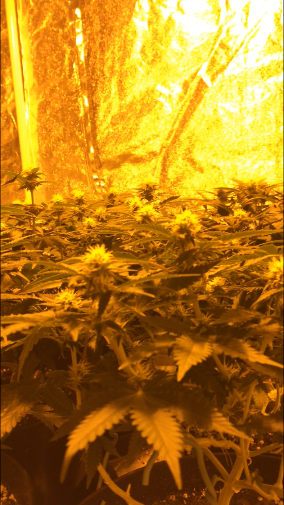 Critical Kush: Gavita 600se: Soil Guerilla Garden