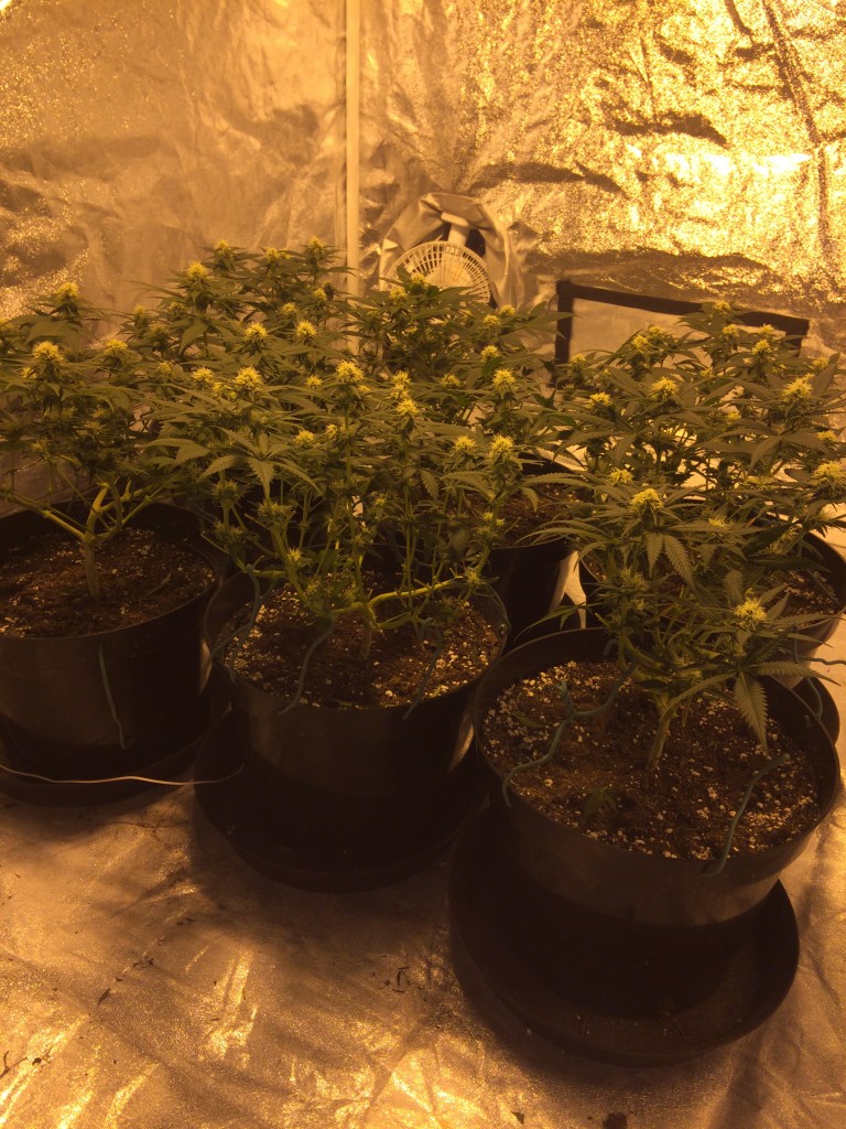 Critical Kush: Gavita 600se: Soil Guerilla Garden