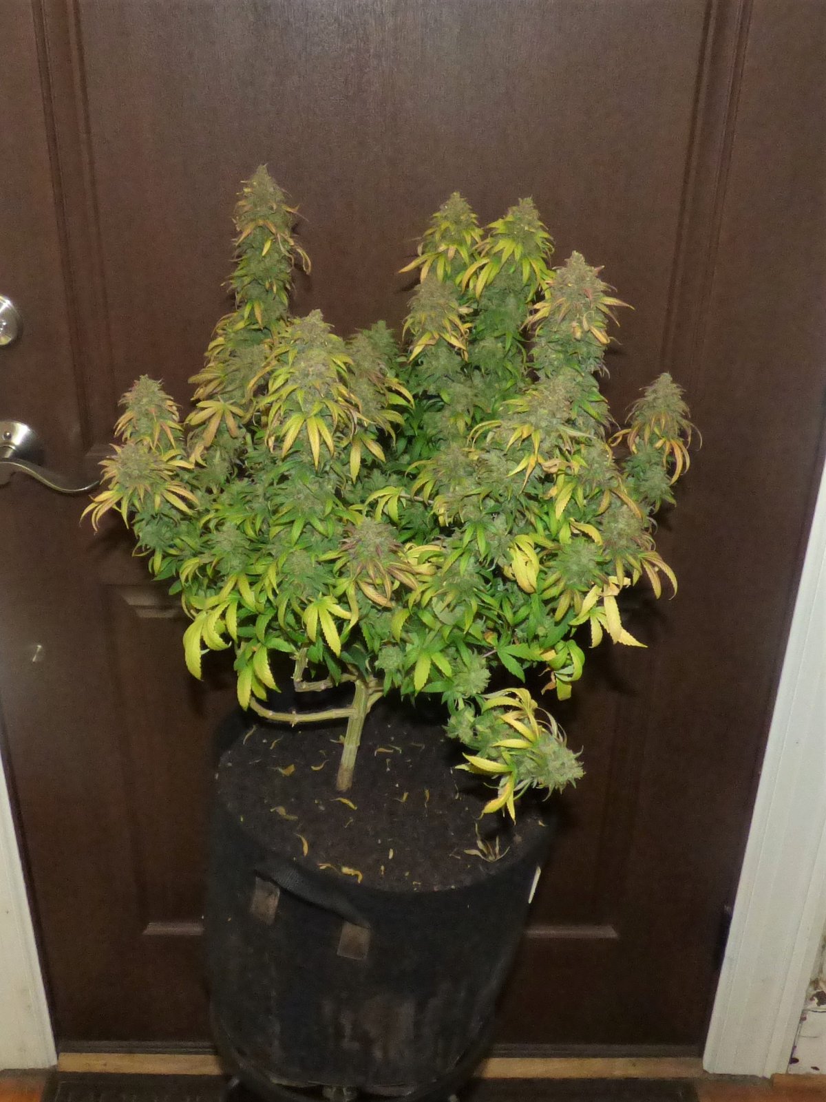 Critical Kush II end d97 5-7-21.JPG