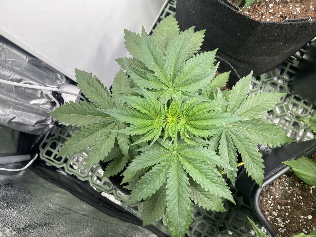 Critical Kush Kush - day 29 - Top view