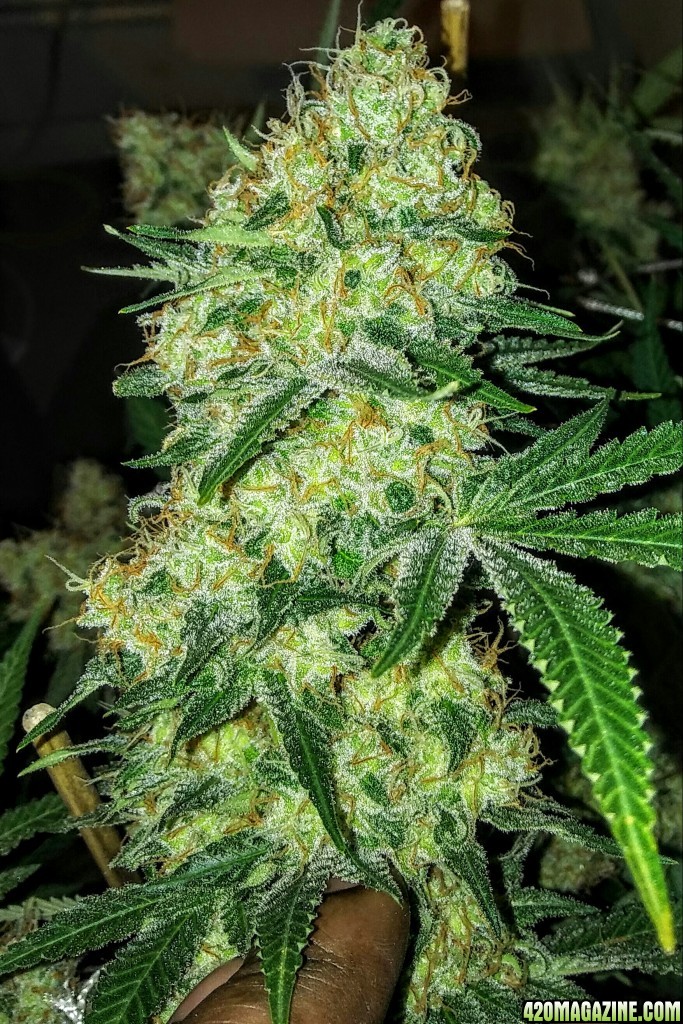 critical kush week 9