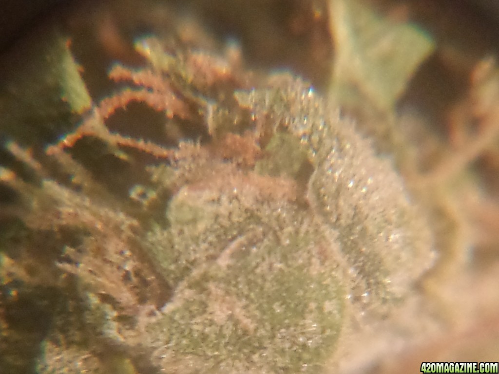 Critical kush