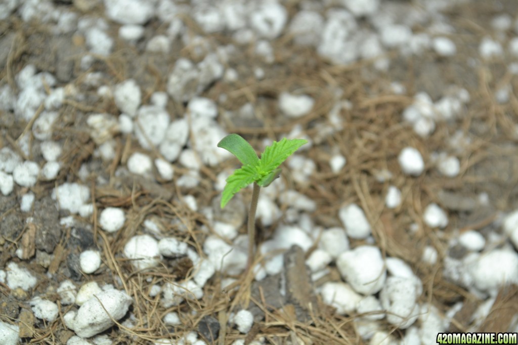 Critical Mass Auto (Buddah Seeds) seedlings