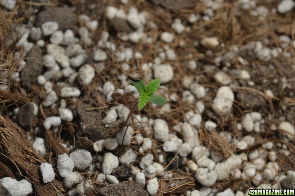 Critical Mass Auto (Buddah Seeds) seedlings