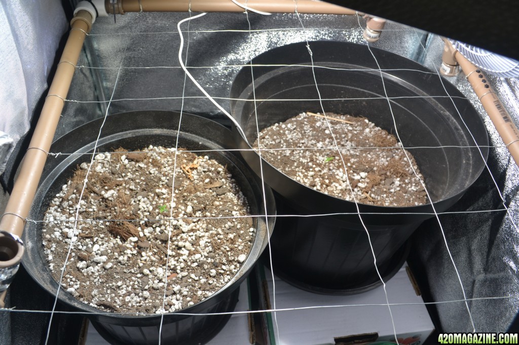 Critical Mass Auto (Buddah Seeds) seedlings