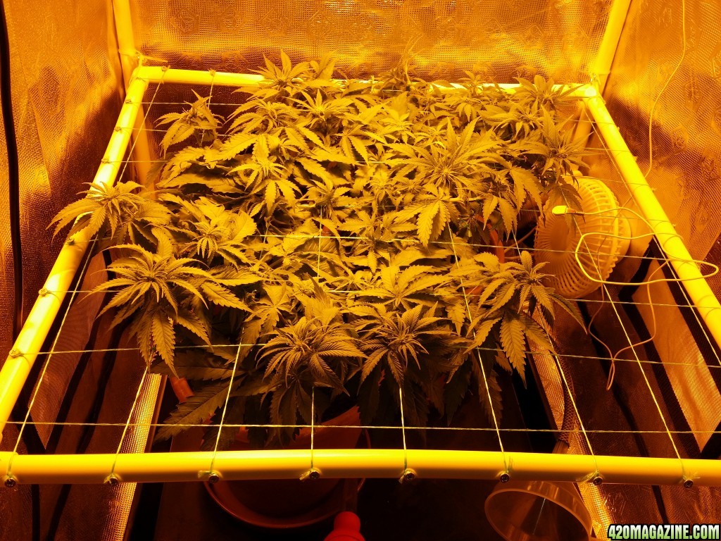 Critical mass cbd crew scrog