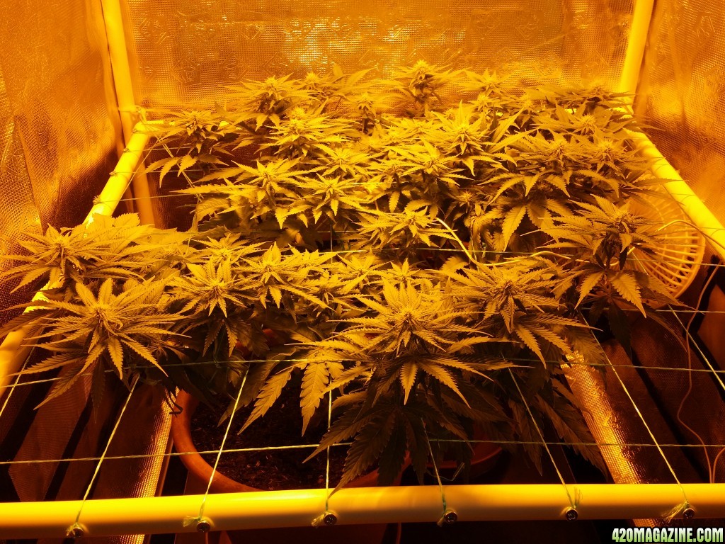 Critical mass cbd crew scrog