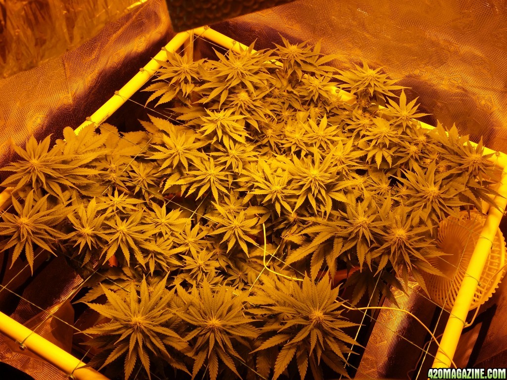 Critical mass cbd crew scrog