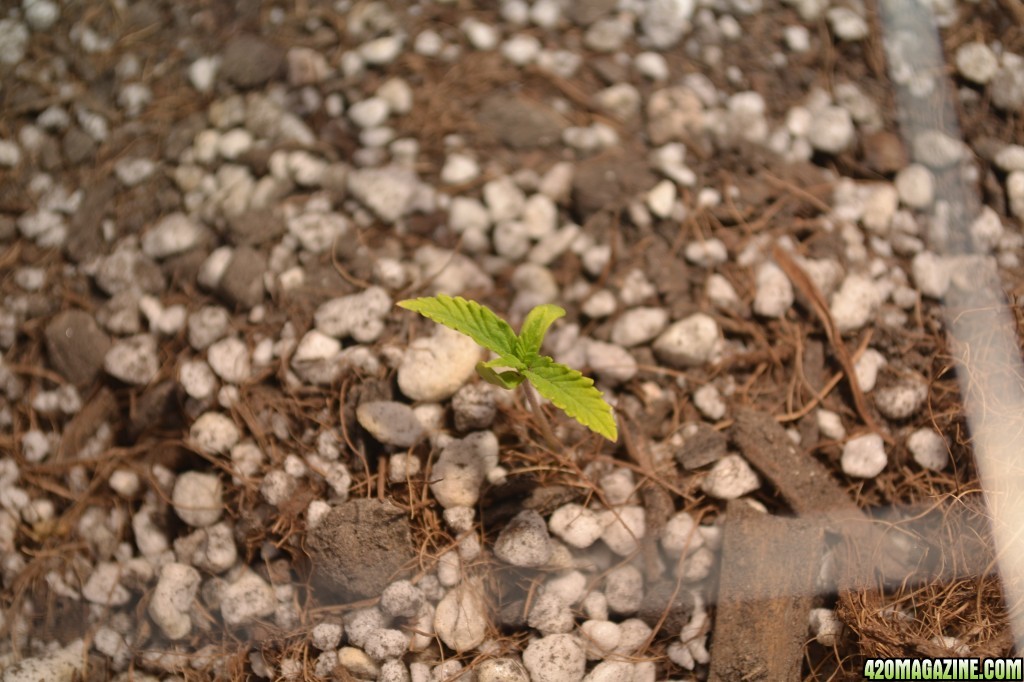 Critical mass seedlings