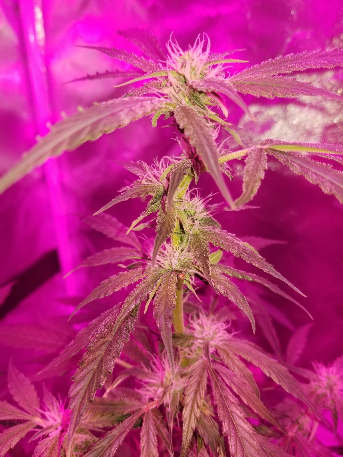 Critical Purple Auto Plant #2.jpg