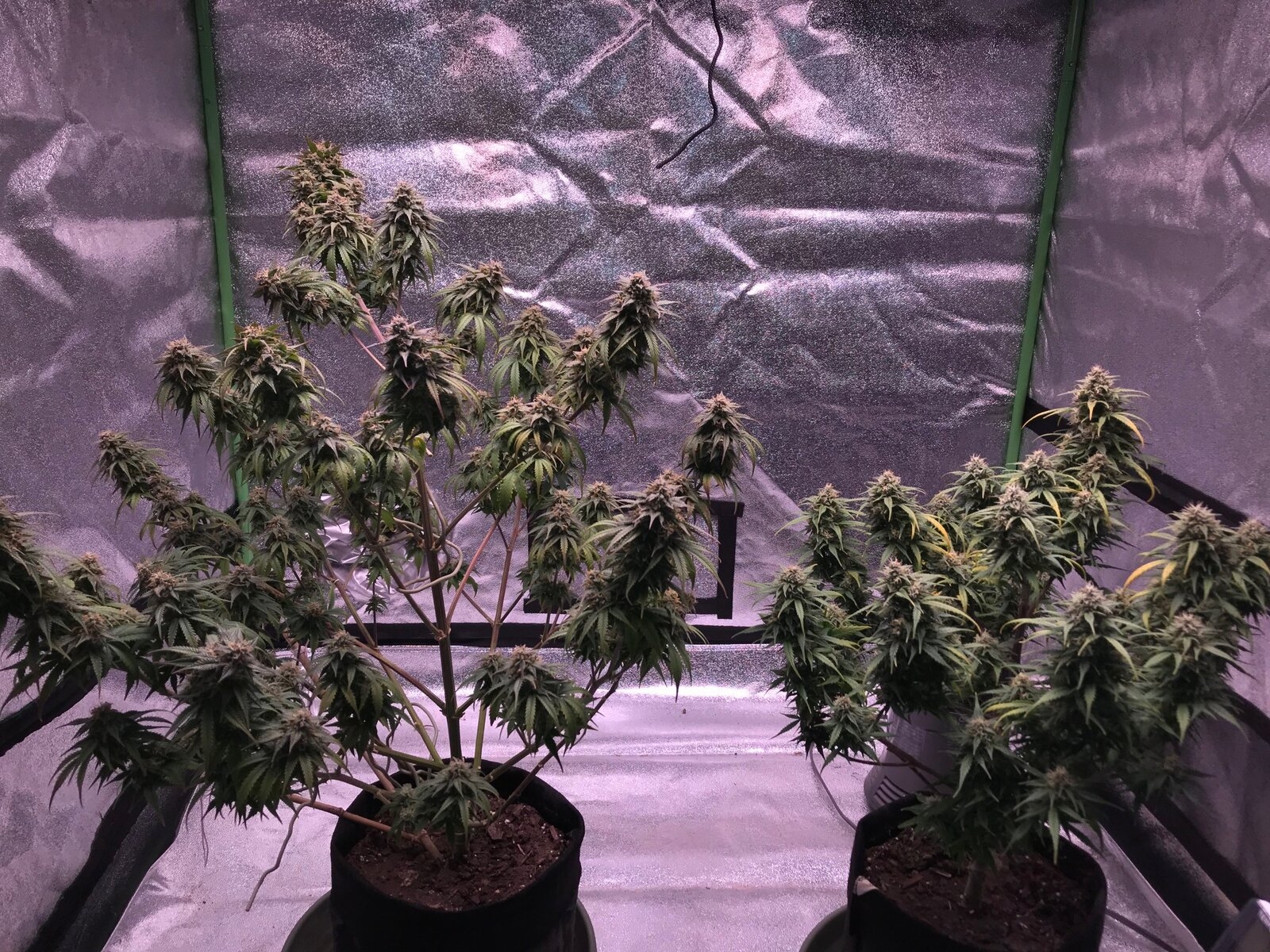 Critical Purple Plants 12-17-19.jpg