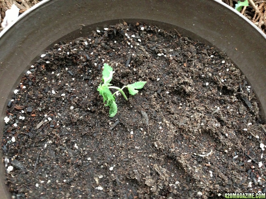 Critical + Seedlings 3 Weeks 3 Days