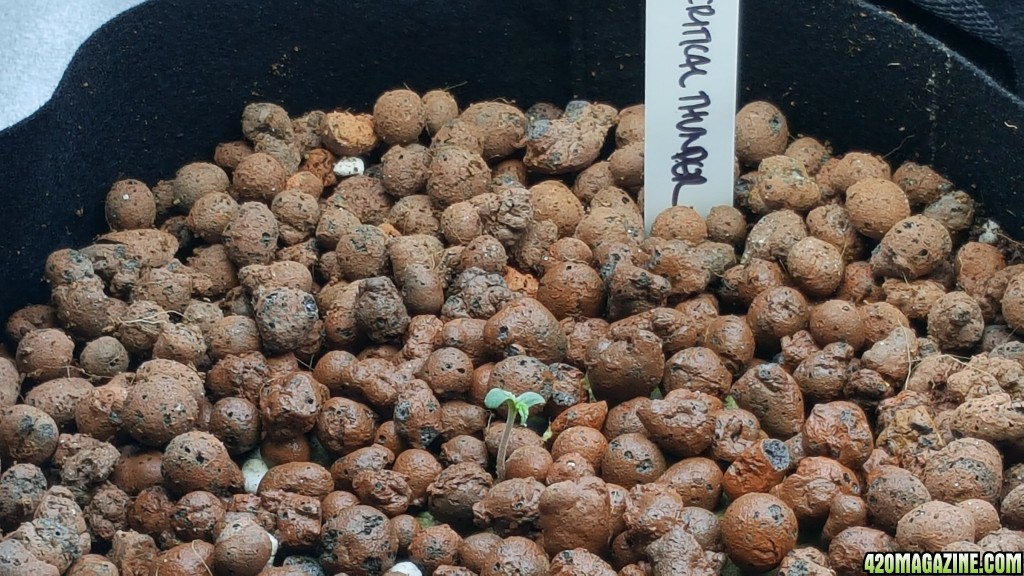 Critical Thunder seedling in pot