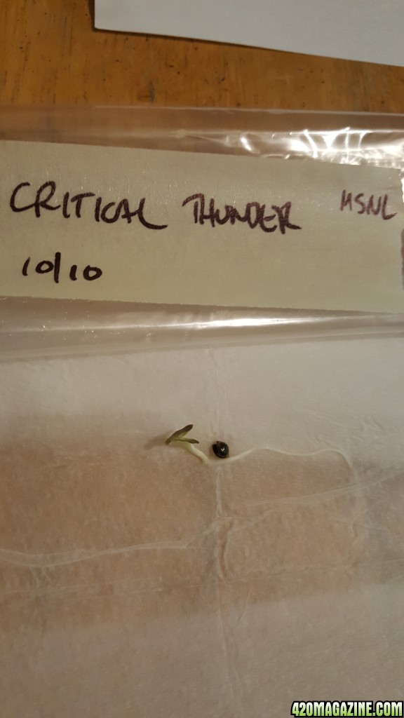 Critical Thunder seedling