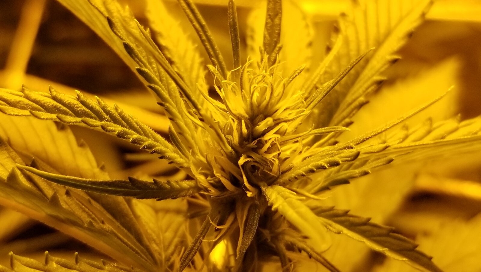 Crop 4 week 3 Veg 2.jpg