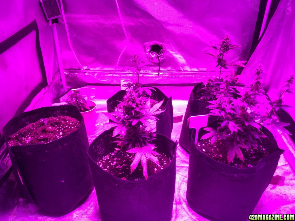 Crop Circle grow 10/10/2016