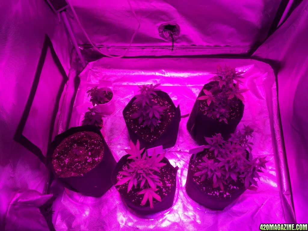 Crop Circle grow 10/10/2016