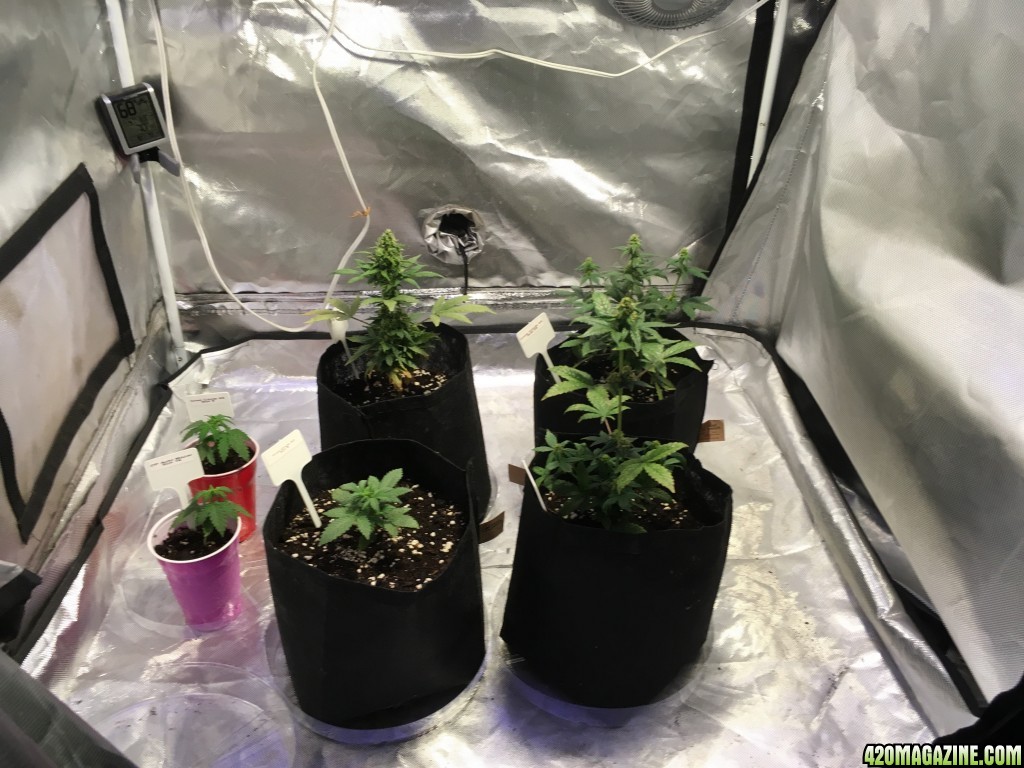 Crop Circle Grow 10/4/2016