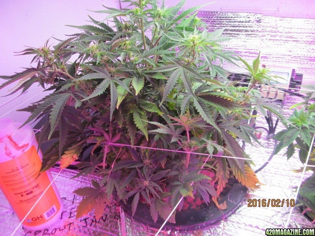 crop king autos