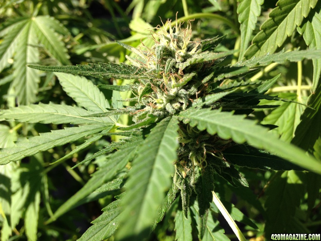 Crop King Flowering Hash Plant Close-Up