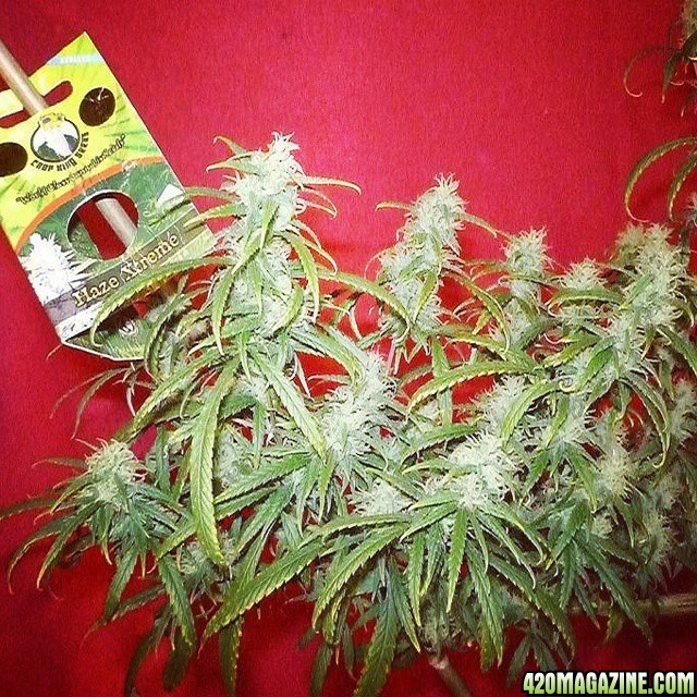 Crop King Haze Xtreme