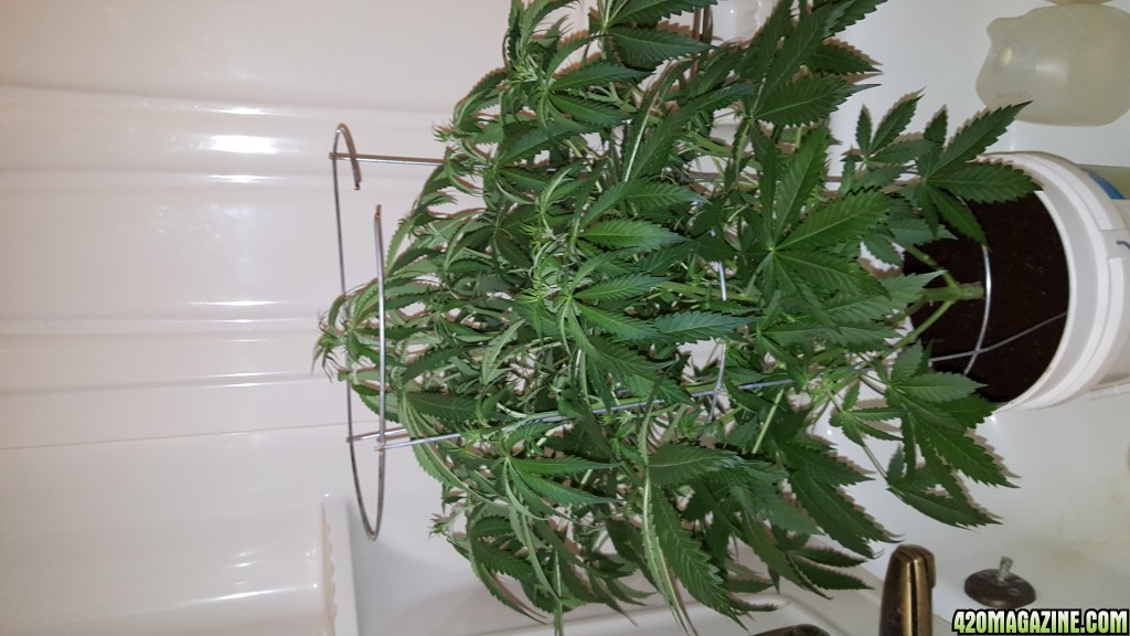 Crop King NY Diesel Auto