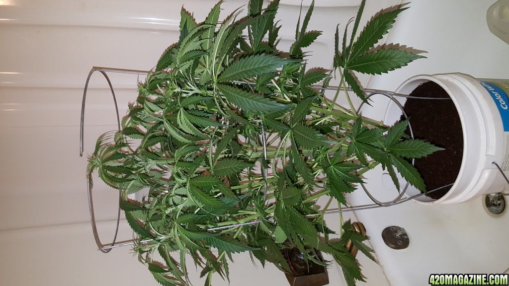 Crop King NY Diesel Auto