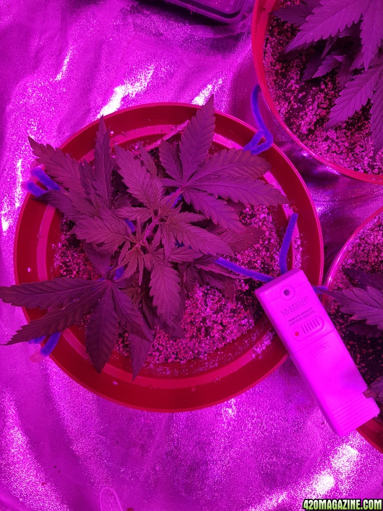 Crop King Purple Kush Feminized - SCROG - COBS