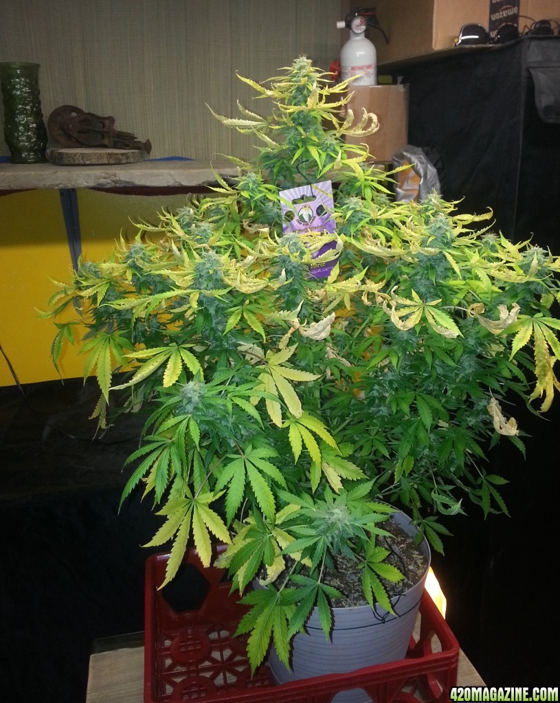 Crop King Seeds-auto-jack herer 150whps supersoil