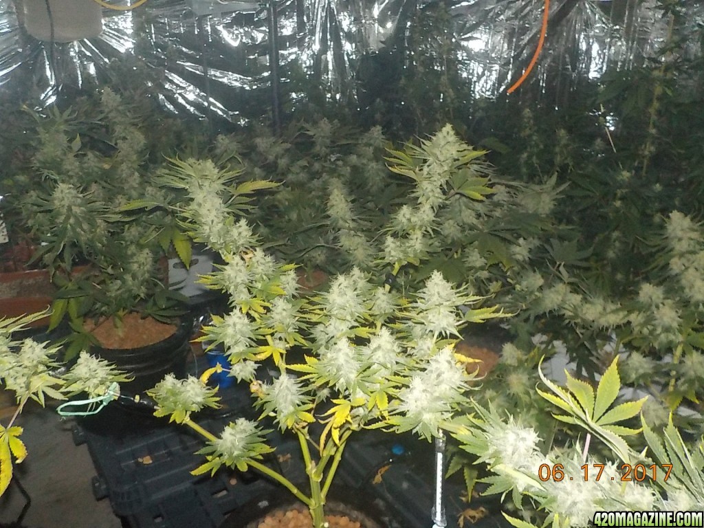 Crop King Seeds, OG Kush x Haze