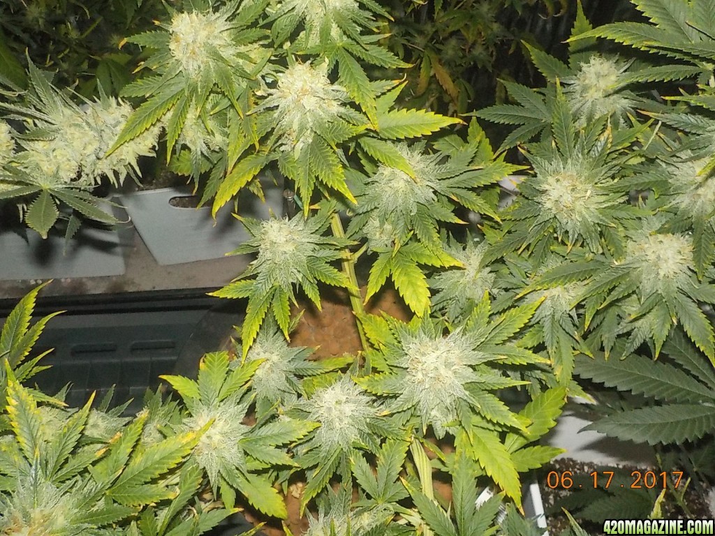 Crop King Seeds, OG Kush x Haze