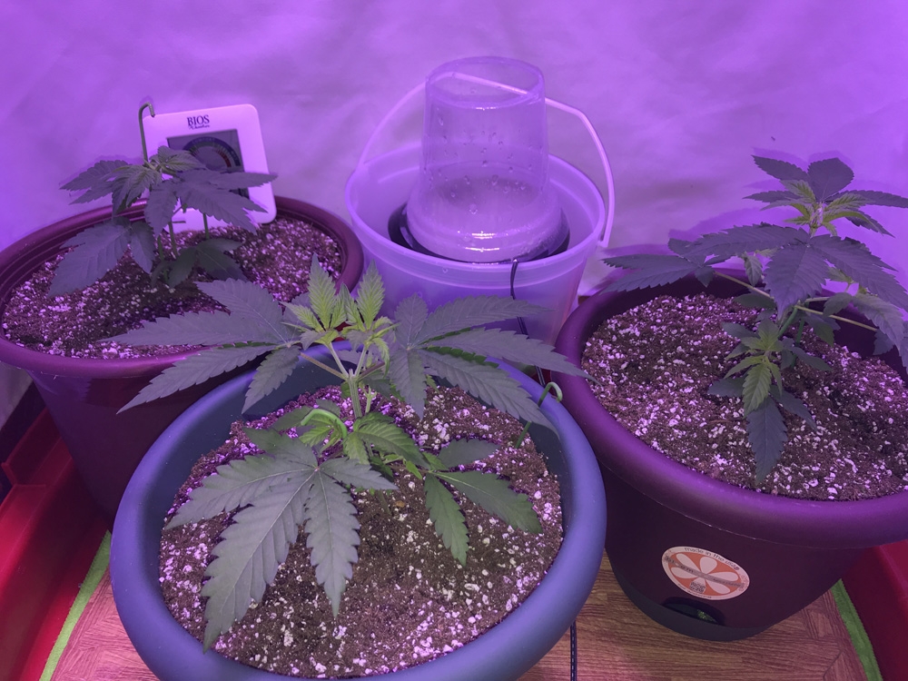 Crop King Seeds Various Strains