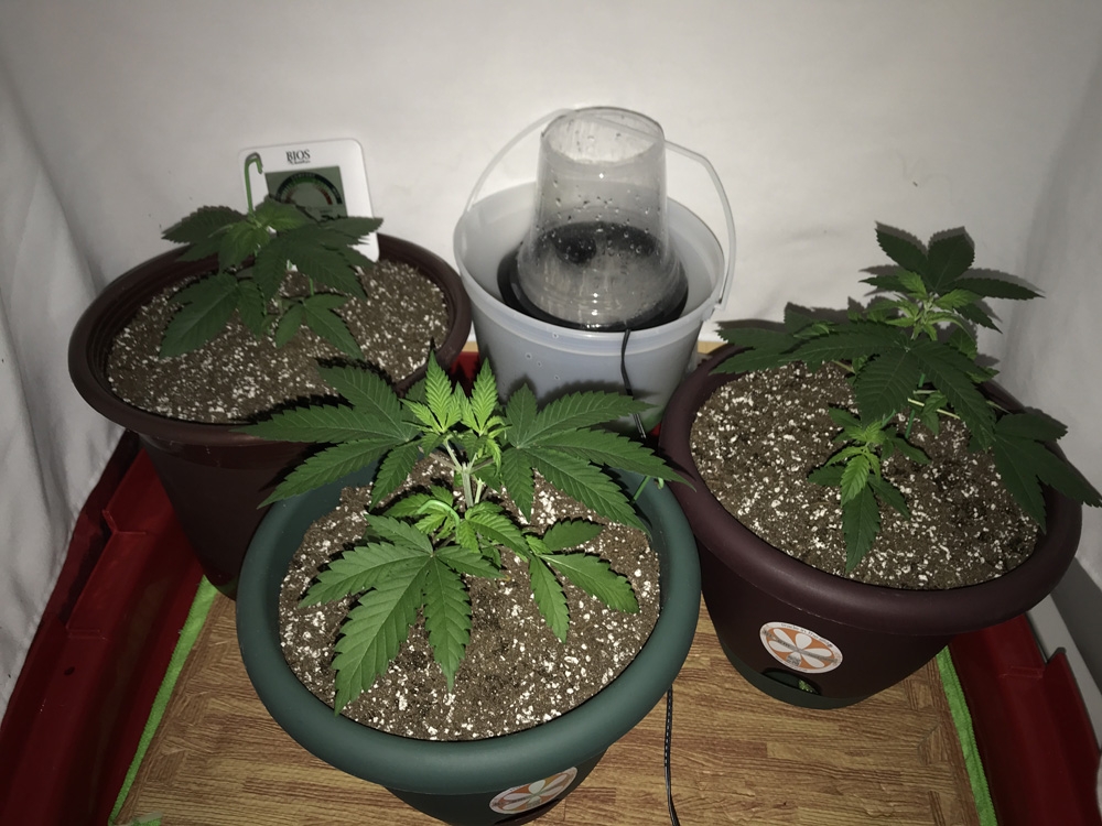 Crop King Seeds Various Strains