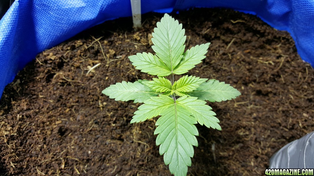 crop king seeds white widow