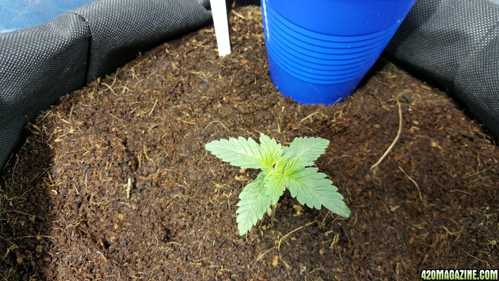 crop king seeds white widow