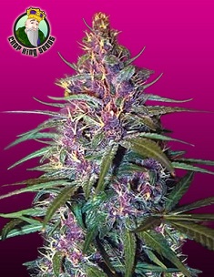 Crop King Seeds