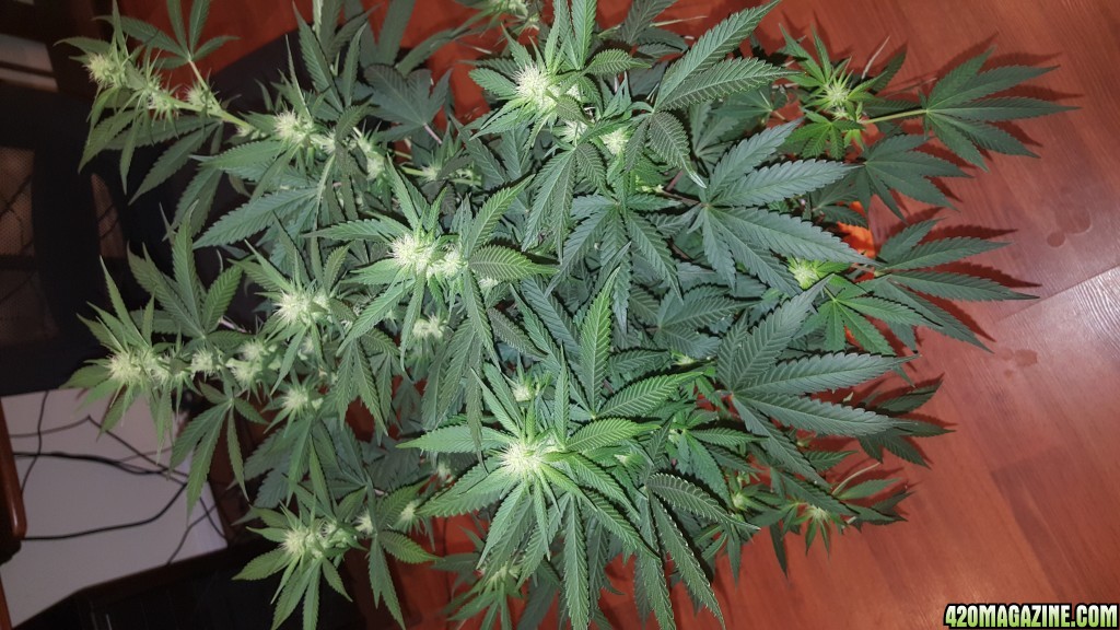 Crop Kings Seeds - White Widow - 3rd Week Flowering