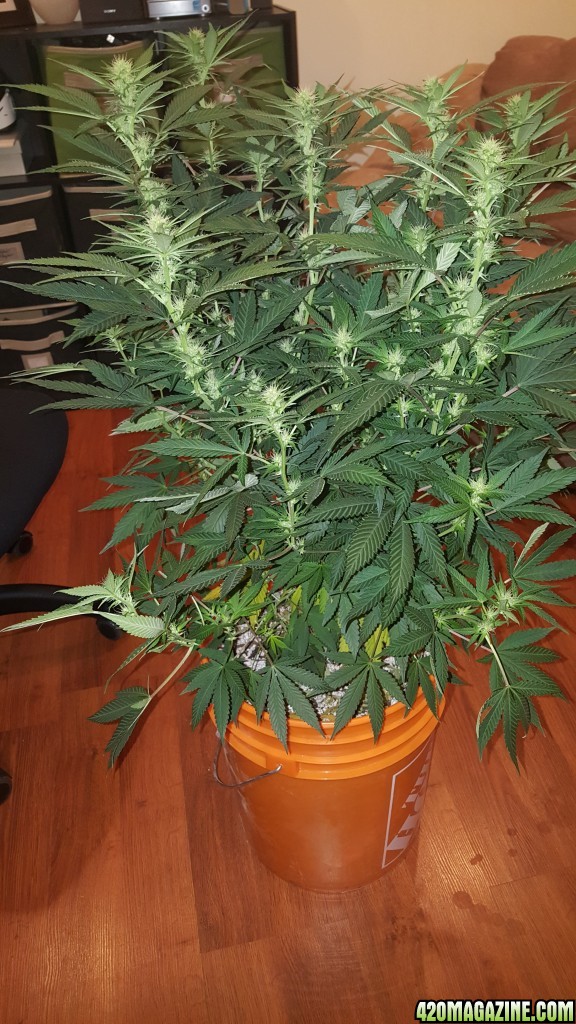 Crop Kings Seeds - White Widow - 3rd Week Flowering