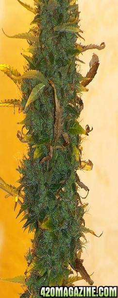 Crop_Widow_Bud