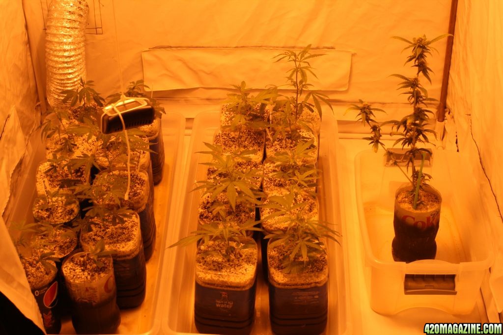 Cross1420 Grow Room