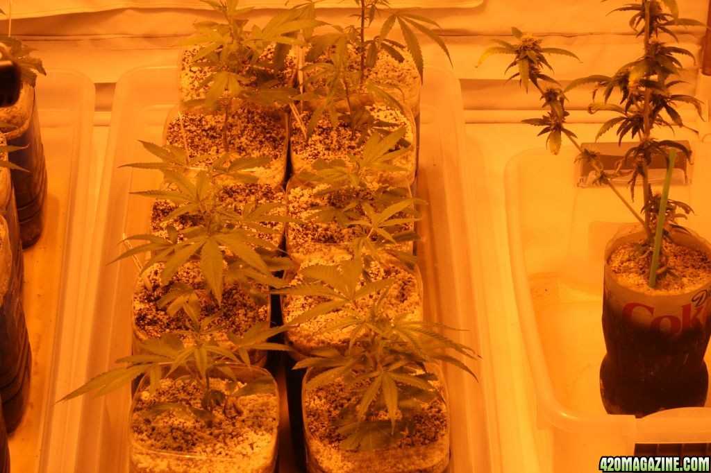 Cross1420 Grow Room