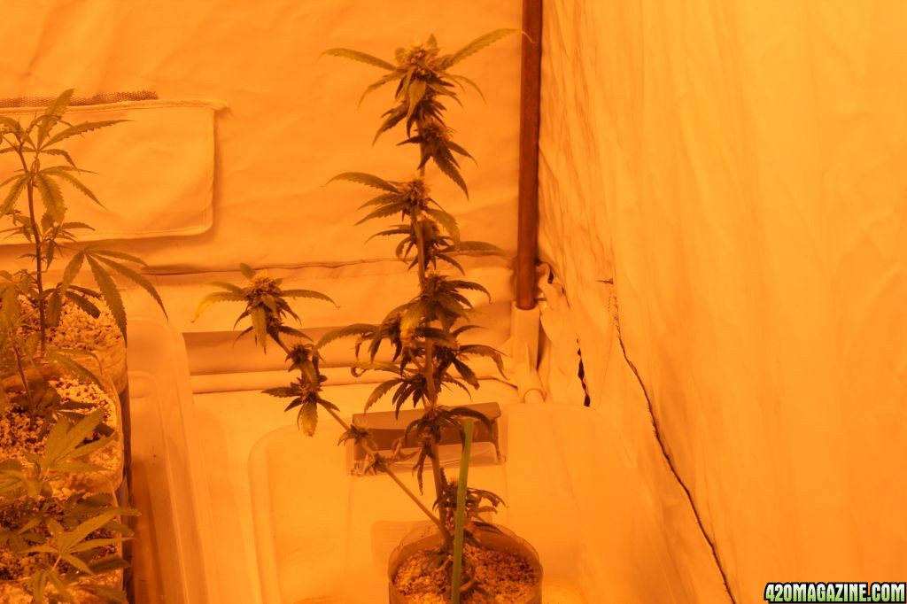 Cross1420 Grow Room