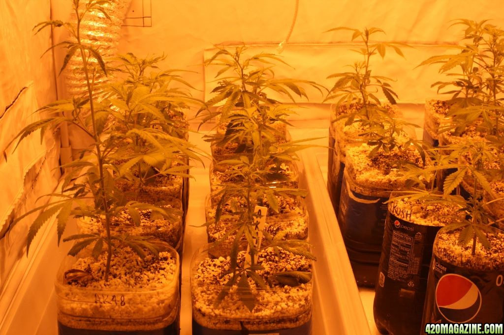 Cross1420 Grow Room