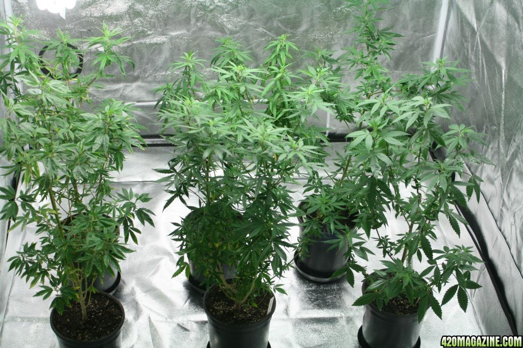 Cross1420 Grow Room